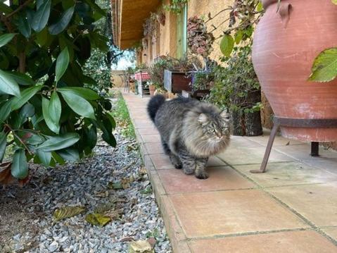 Aurora 2-Bed Cottage - Sleeps 4 - Montseny Park อาร์บูเซียส ภายนอก รูปภาพ